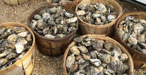 Oysters.original.png